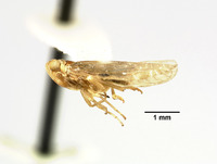 Juniperia unimaculata image