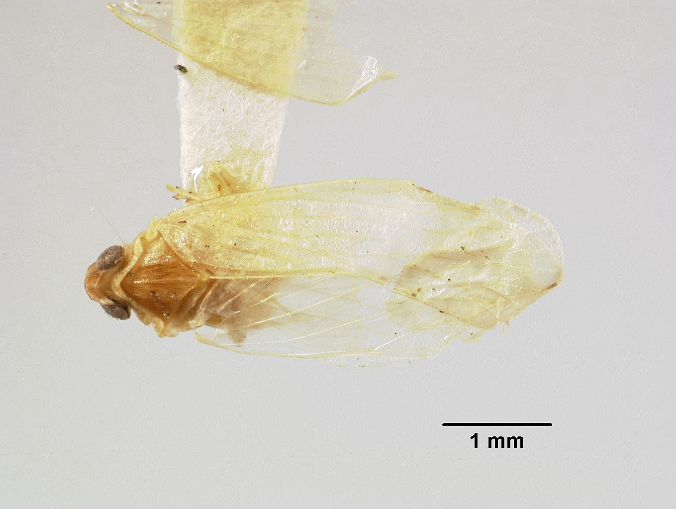 Synecdoche autumnalis image