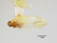 Synecdoche autumnalis image