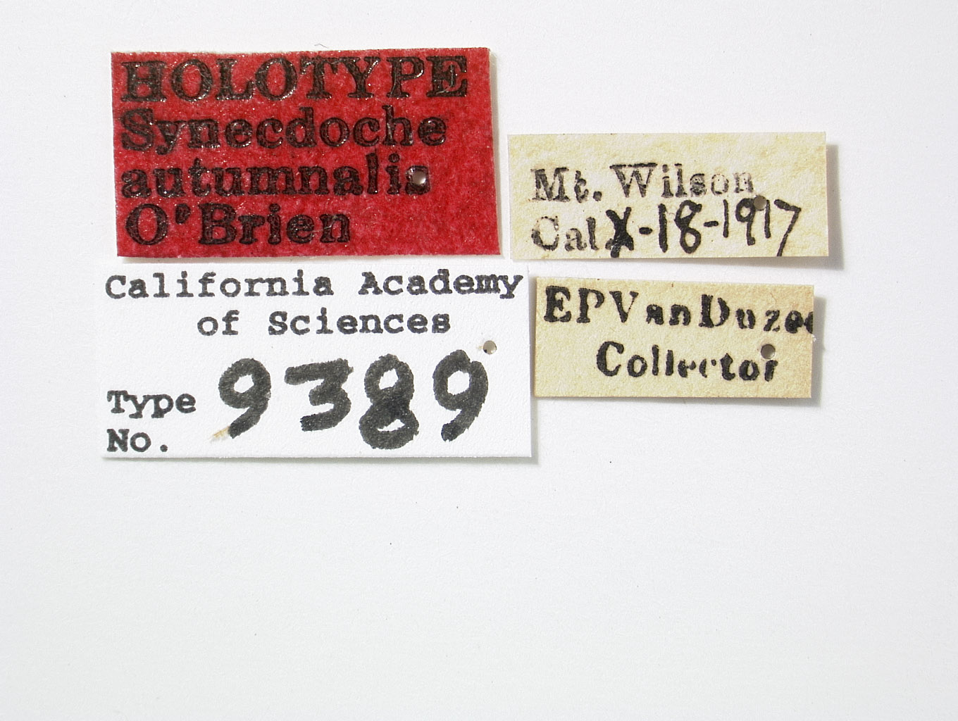 Synecdoche autumnalis image