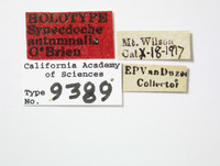 Synecdoche autumnalis image