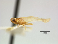 Synecdoche autumnalis image