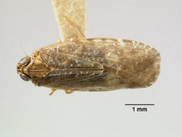 Synecdoche bifoveata image