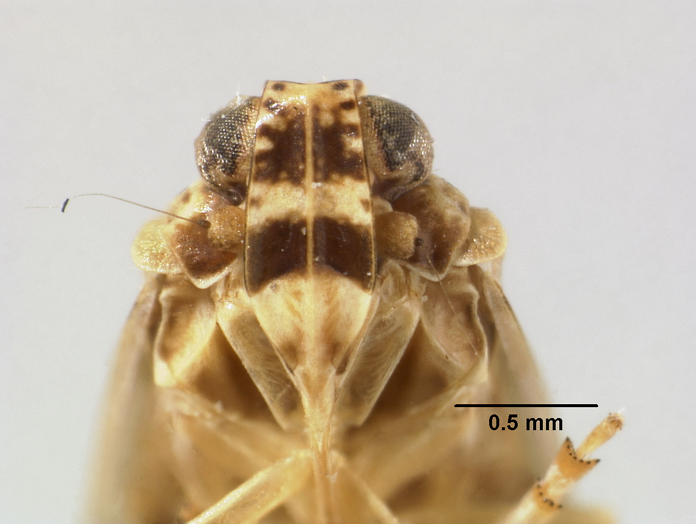 Synecdoche bifoveata image