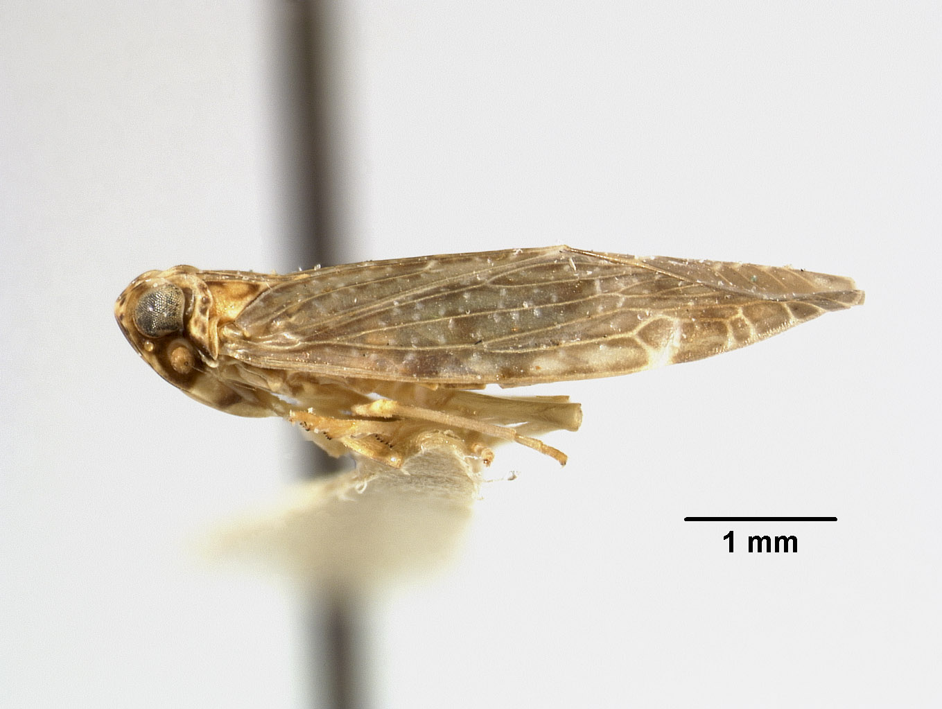 Synecdoche bifoveata image