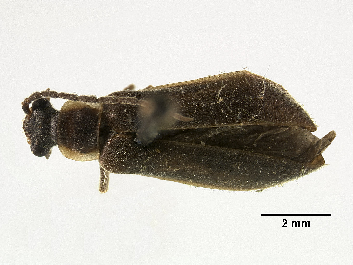 Hatchiana arizonensis image
