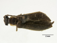 Hatchiana arizonensis image
