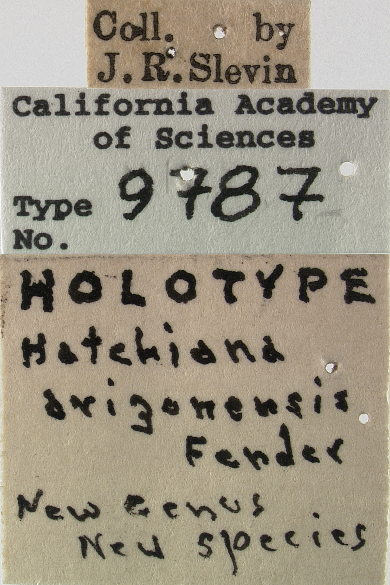 Hatchiana arizonensis image