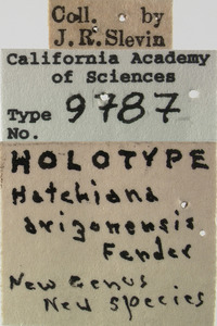 Hatchiana arizonensis image