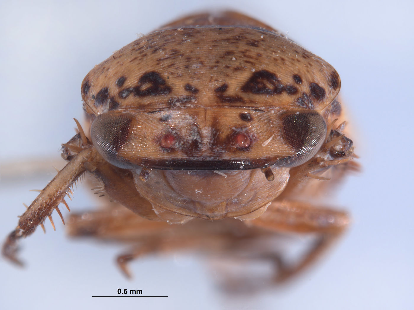 Hamana image