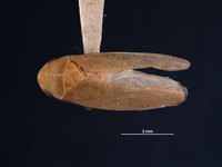 Image of Hamana lekva