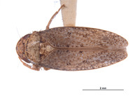 Image of Hamana loka