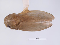 Image of Hamana nelya