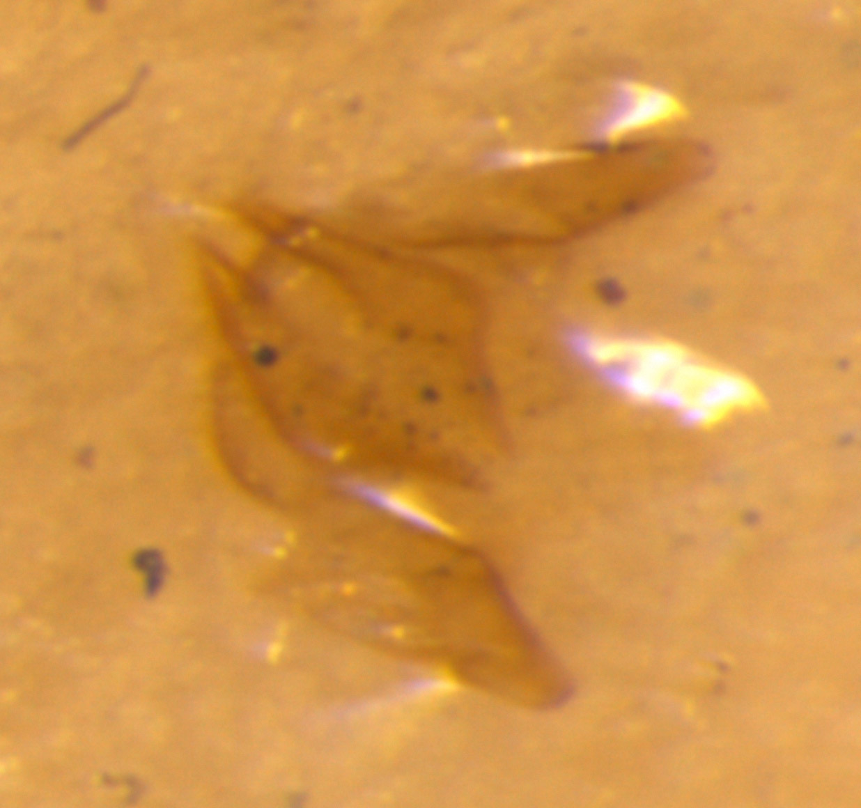 Catanella formosana image