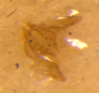 Catanella formosana image