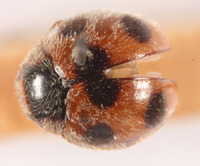 Platynaspidius quinquepunctatus image