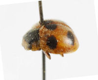 Platynaspidius quinquepunctatus image