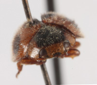 Platynaspidius quinquepunctatus image