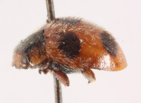 Platynaspidius quinquepunctatus image