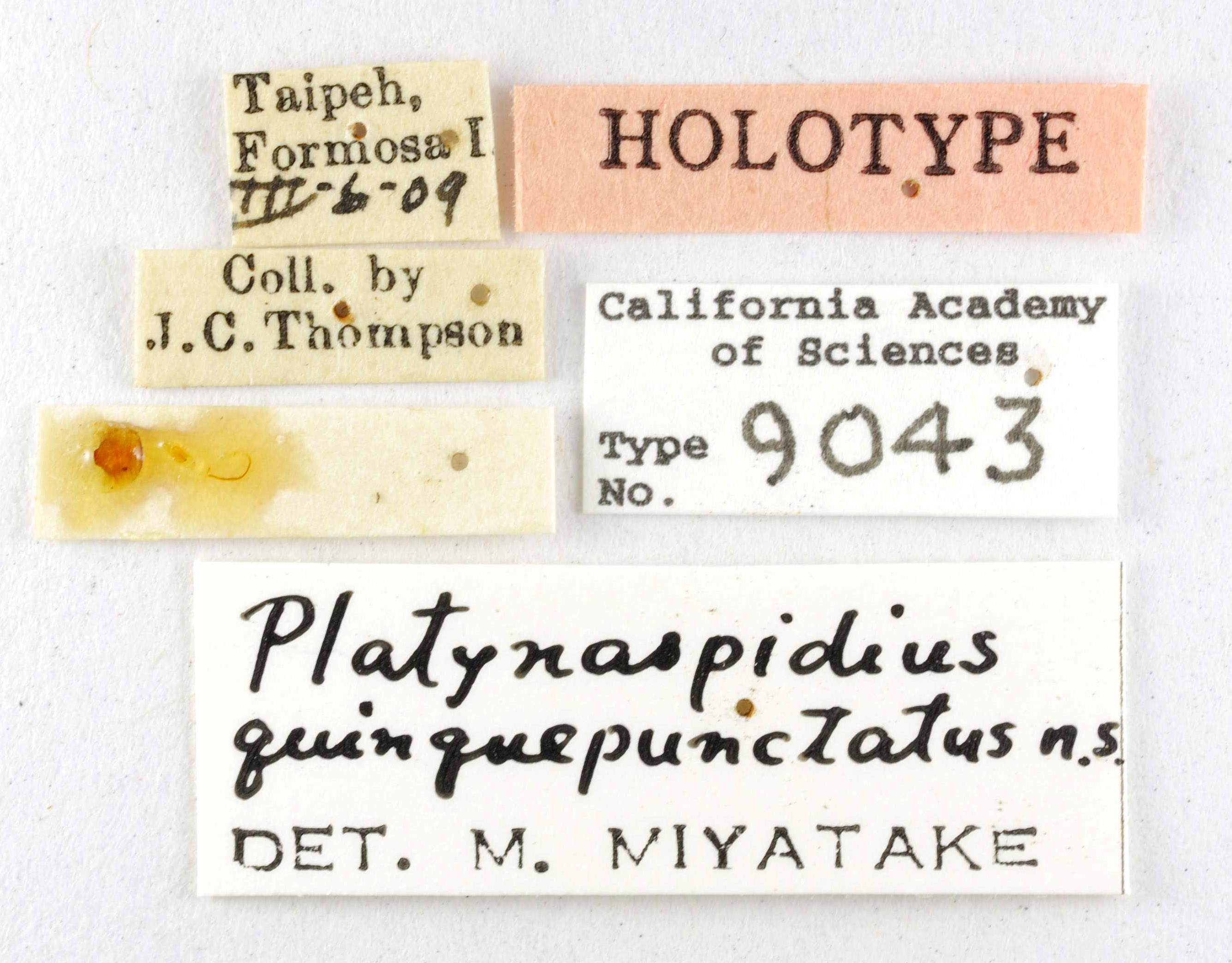 Platynaspidius quinquepunctatus image