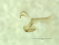 Image of Nusalala irrebita