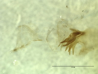 Nusalala irrebita image