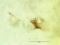 Nusalala irrebita image