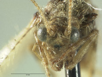 Nusalala irrebita image