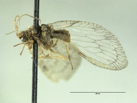 Nusalala irrebita image