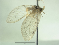 Nusalala irrebita image