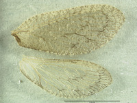 Nusalala irrebita image