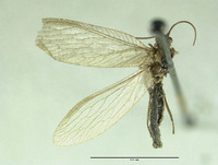 Micromus fuscatus image