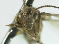 Micromus fuscatus image