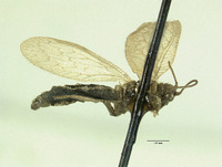 Image of Micromus fuscatus