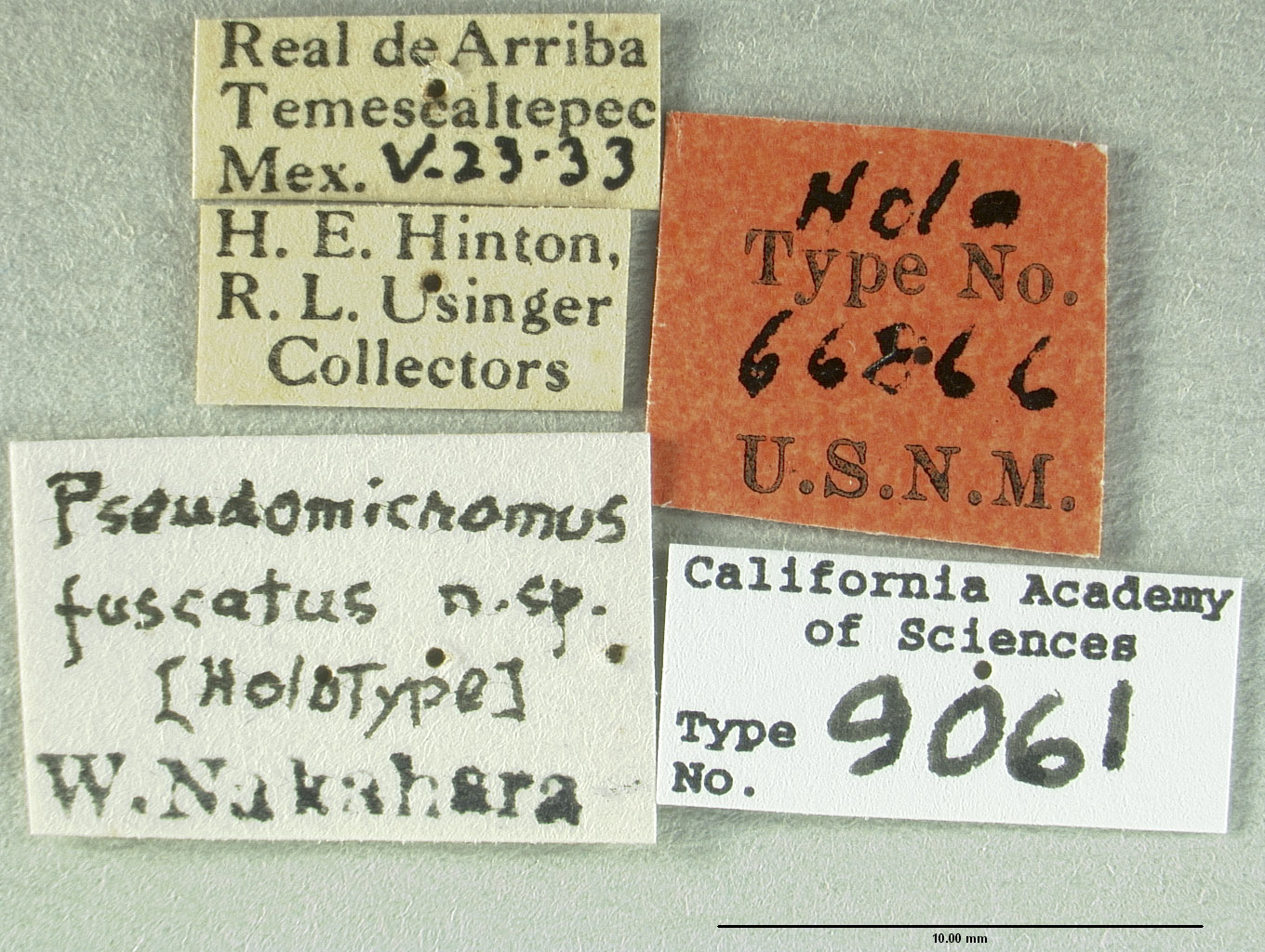 Micromus fuscatus image