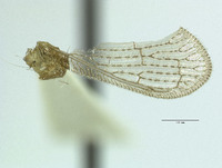 Image of Sympherobius brunneus