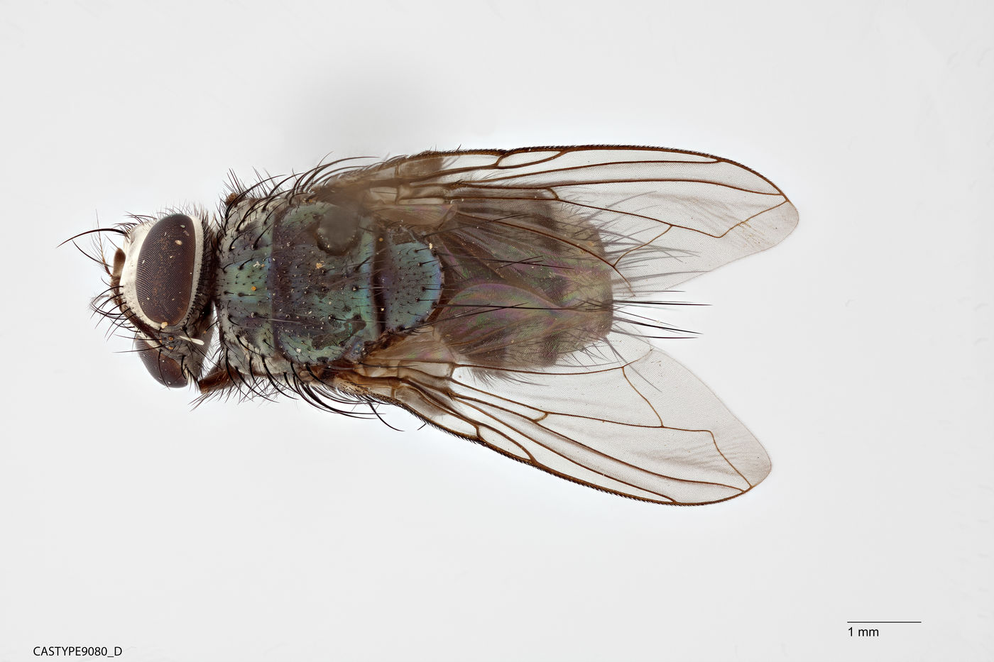 Phaenicia setosa image