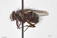 Phaenicia setosa image