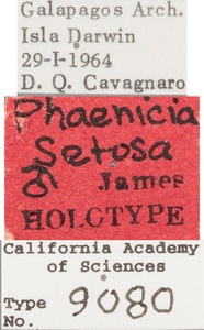 Phaenicia setosa image