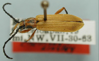 Image of Elytroleptus similis