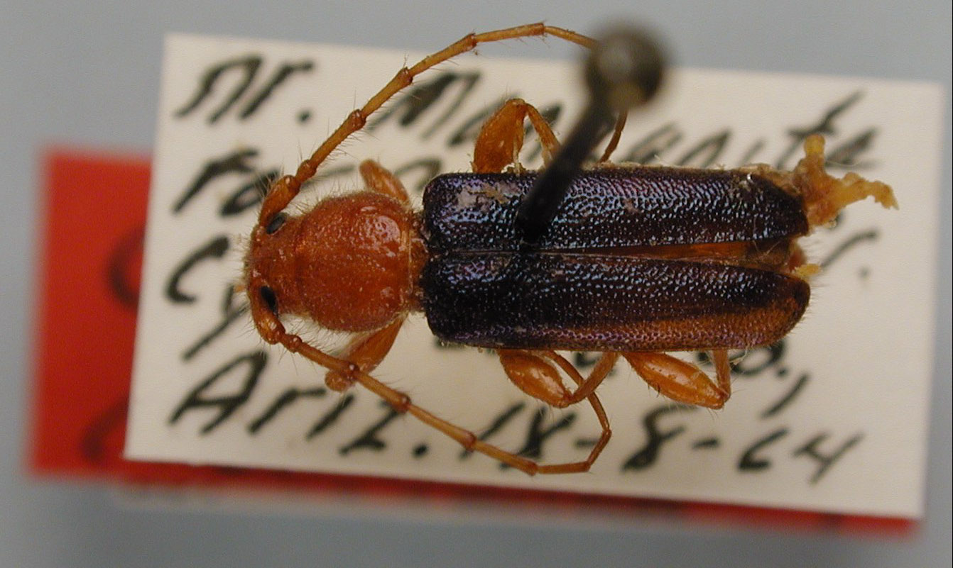 Callidiellum virescens image