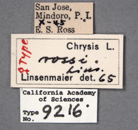 Chrysis rossi image