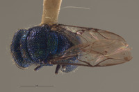 Image of Chrysis nasiclypeata