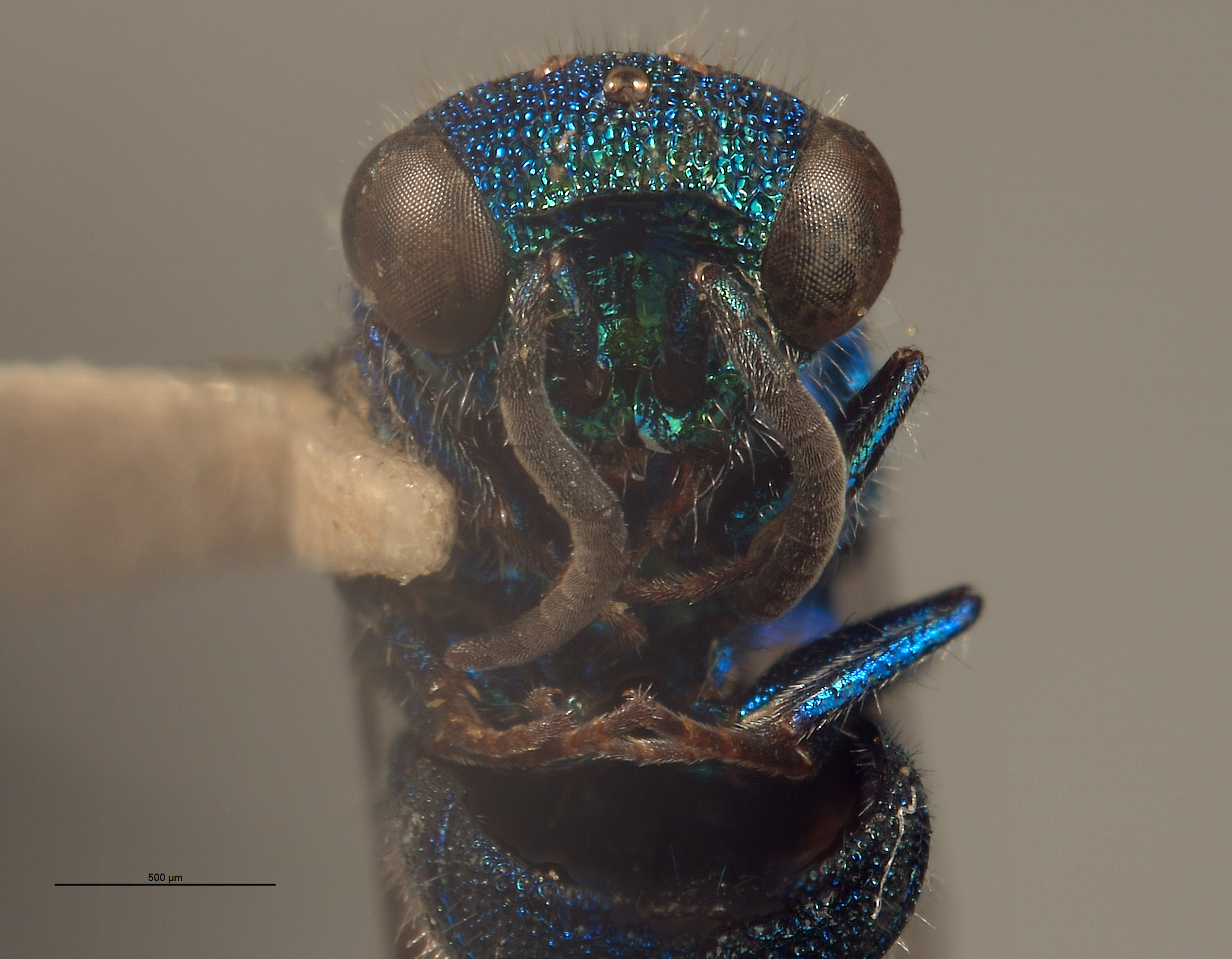 Chrysis nasiclypeata image