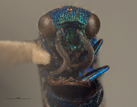 Chrysis nasiclypeata image
