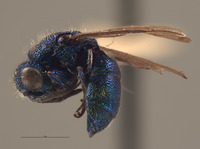 Chrysis nasiclypeata image