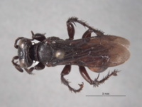 Larropsis arizonensis image