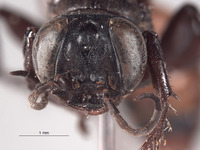 Larropsis arizonensis image