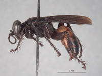 Image of Larropsis arizonensis