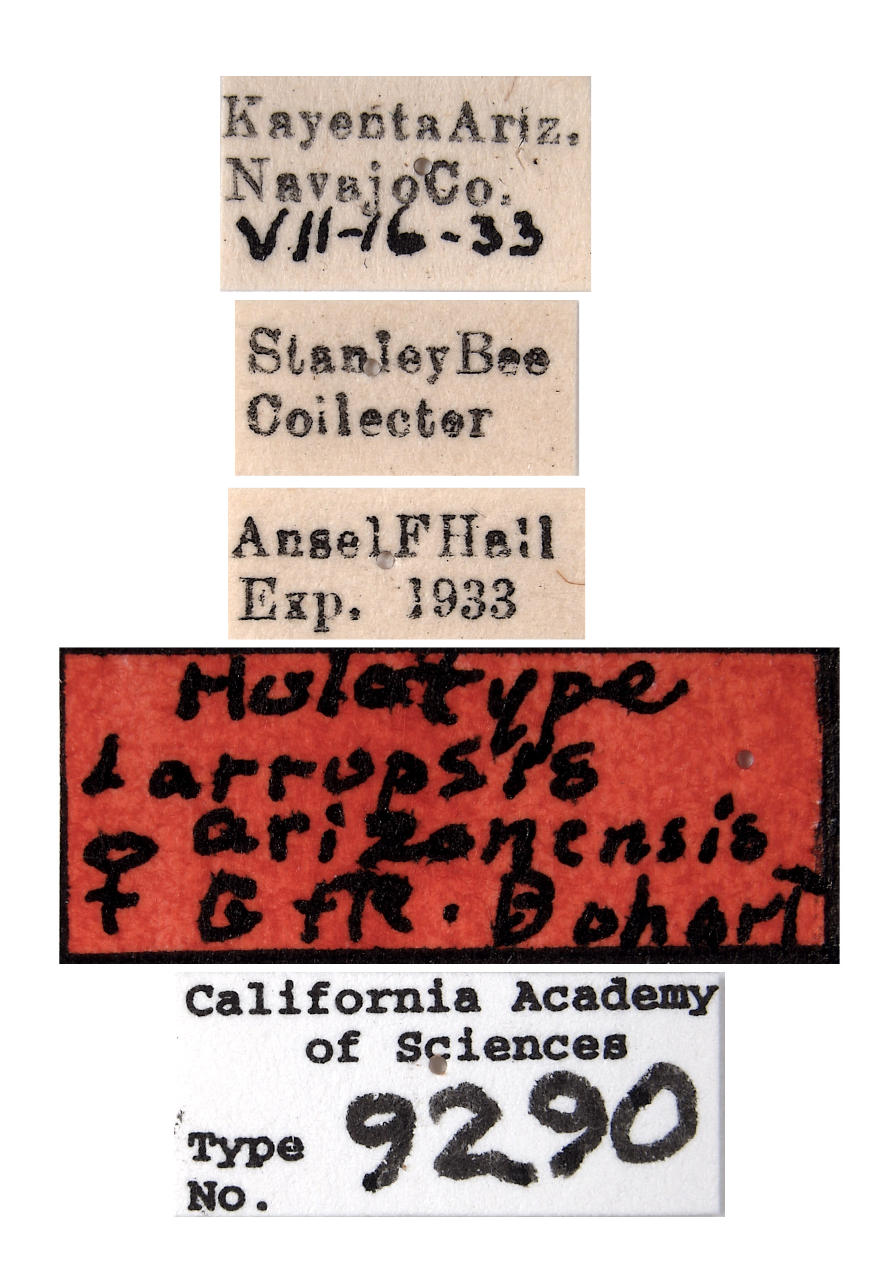 Larropsis arizonensis image